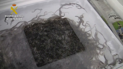 La Guardia Civil detiene a 21 personas por tráfico ilegal de angulas