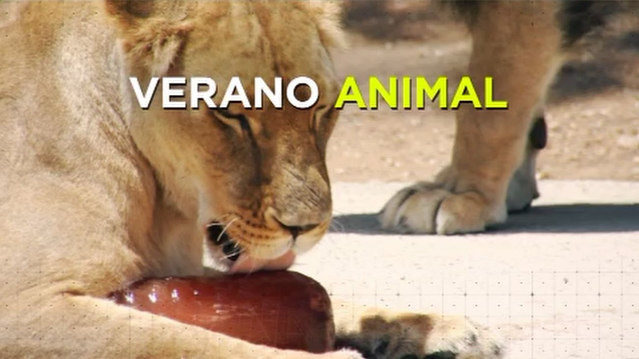 Madrid Directo 01.07.2019