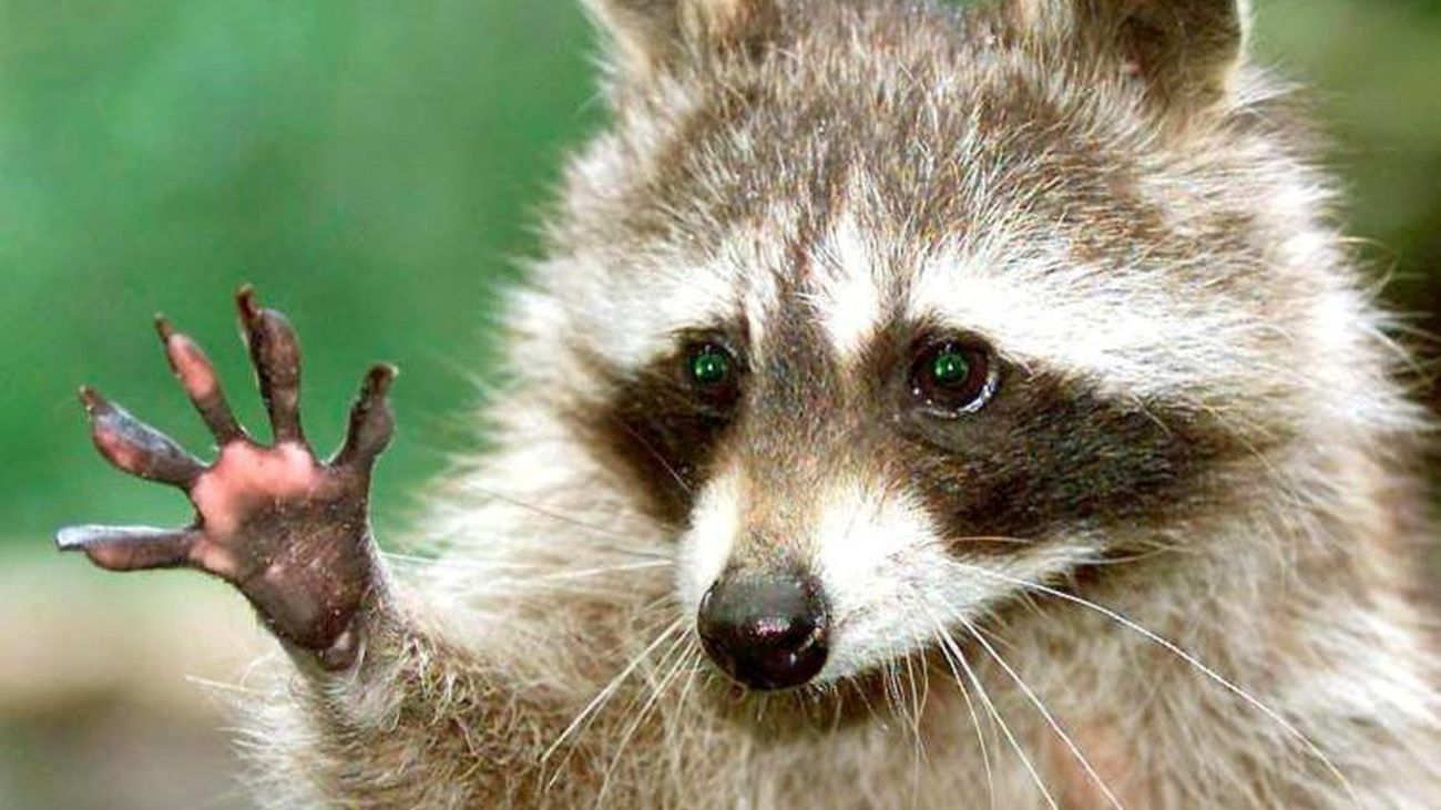 Una plaga de mapaches podría afectar a la fauna de la Comunidad