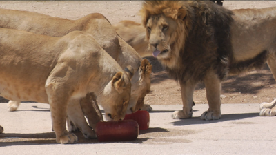 Polos de sangre, el refresco de los leones en el Safari de Madrid