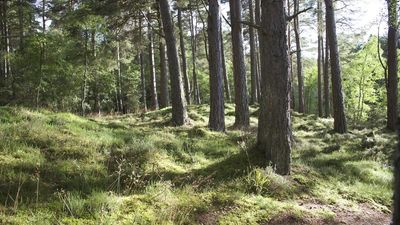 ¿Cómo trabajan en verano los agentes forestales?