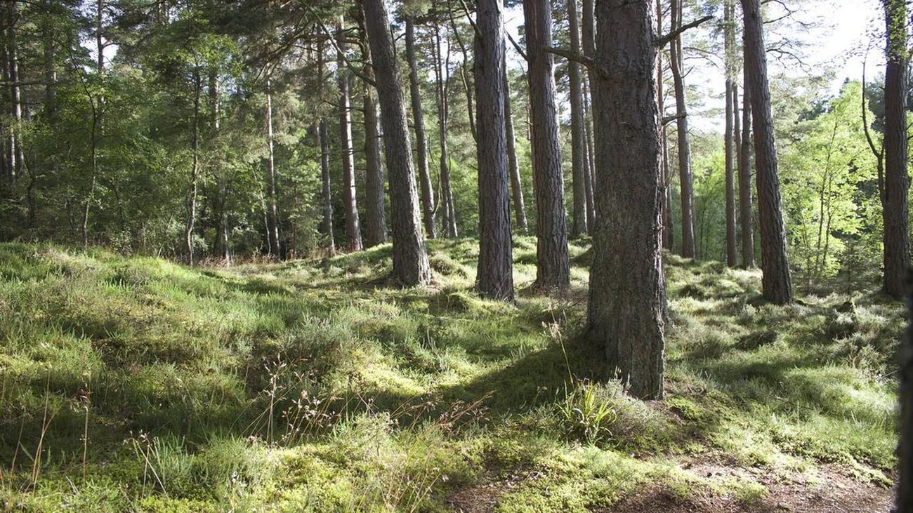 ¿Cómo trabajan en verano los agentes forestales?