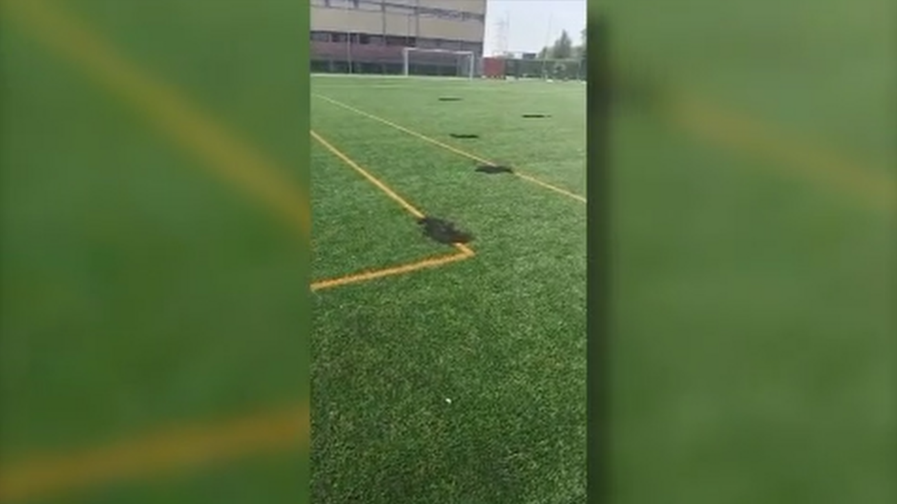 ¿Quién está quemando el césped artificial de un campo de fútbol en Orcasitas?