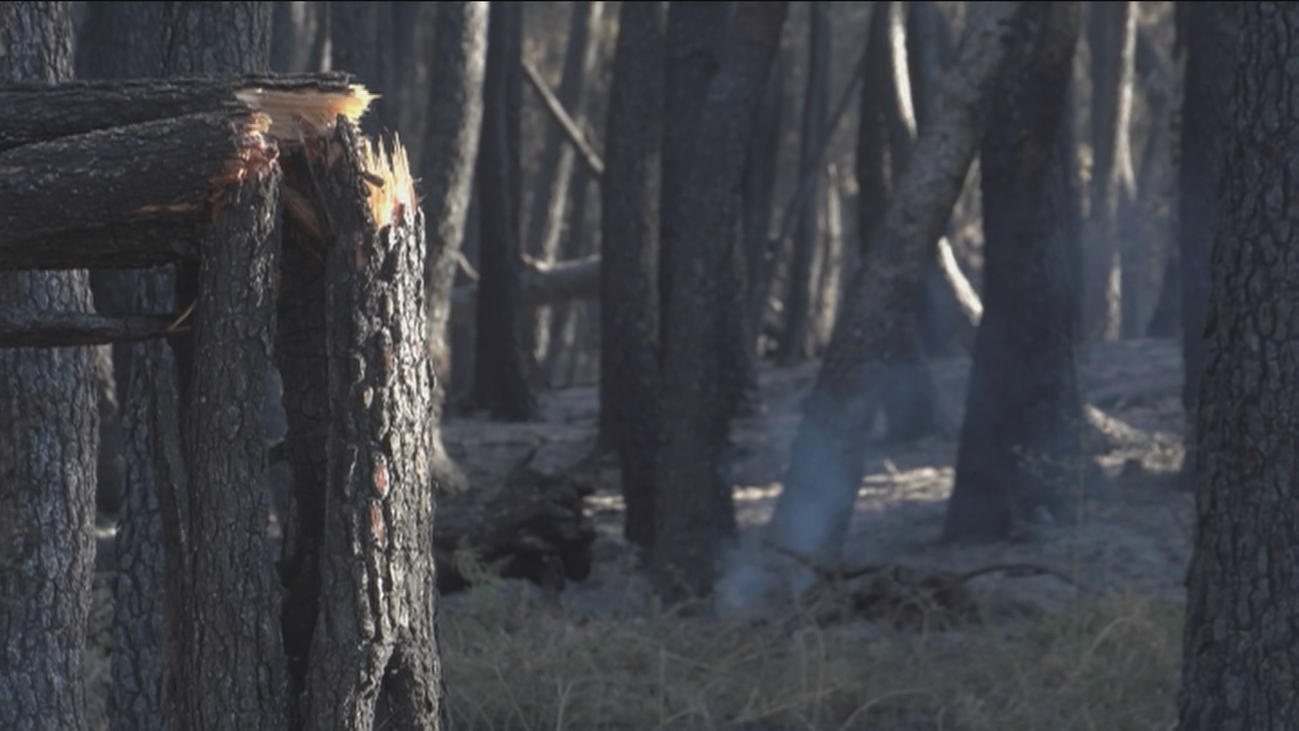Las consecuencias ecológicas del incendio de Cenicientos y Cadalso de los Vidrios