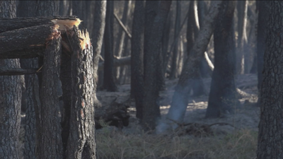 Las consecuencias ecológicas del incendio de Cenicientos y Cadalso de los Vidrios