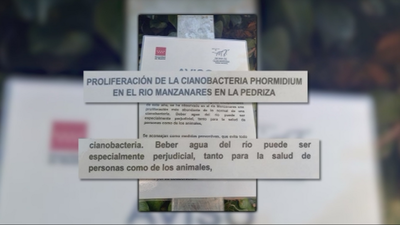 Alerta por la proliferación de una bacteria tóxica en el Río Manzanares