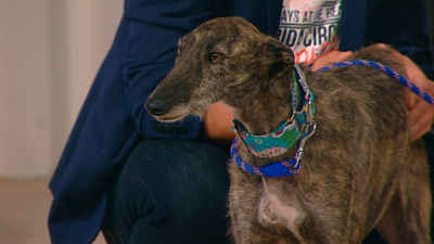 Dante y Nuca necesitan un hogar