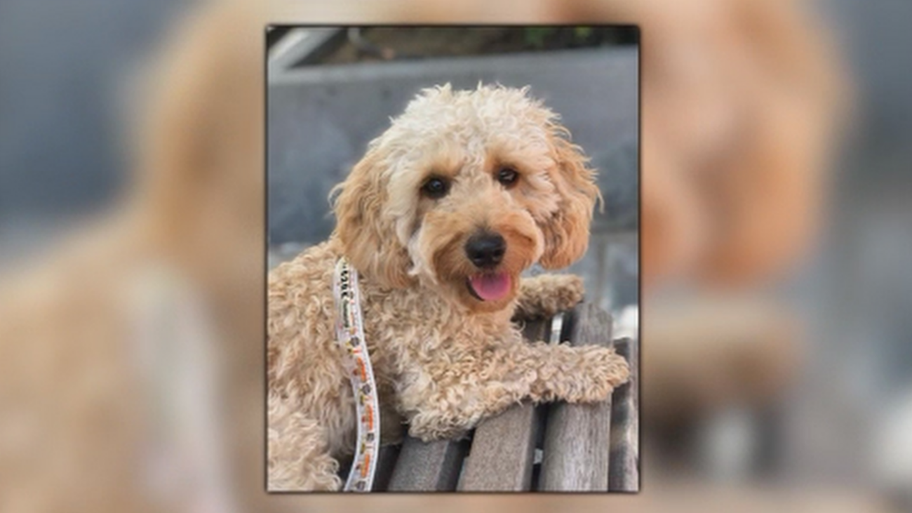 Buscan a Sunny y ofrecen 2.000€ de recompensa por encontrarla