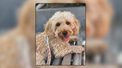 Buscan a Sunny y ofrecen 2.000€ de recompensa por encontrarla