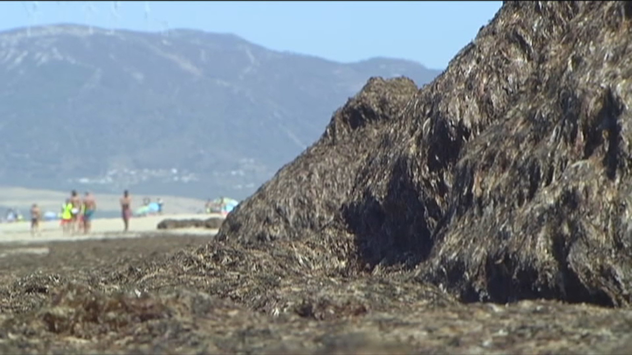 "Catástrofe ecológica" en la costa de Cádiz por la invasión de algas asiáticas