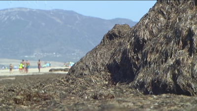 "Catástrofe ecológica" en la costa de Cádiz por la invasión de algas asiáticas