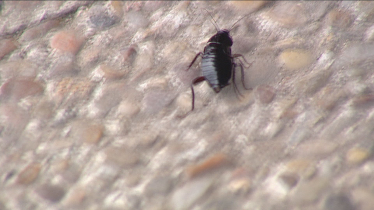 Cucarachas duras de pelar