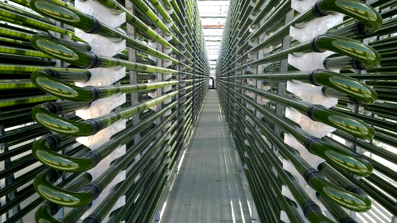 Microalgas, un superalimento que se produce en Madrid
