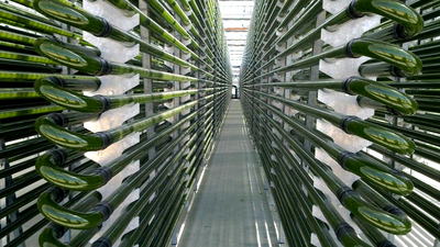 Microalgas, un superalimento que se produce en Madrid