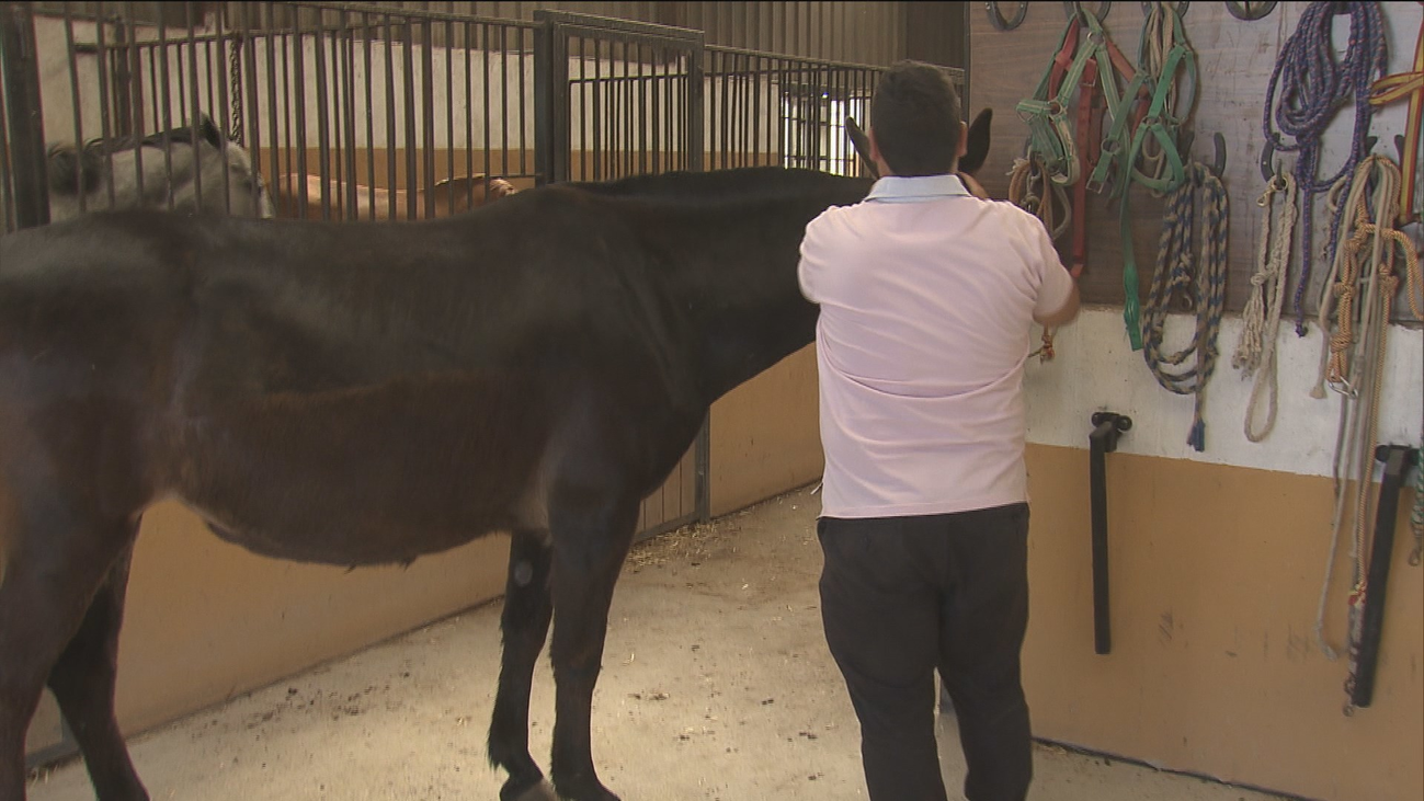 Mulas de Navalcarnero representarán a Madrid  en la feria de Guadalajara