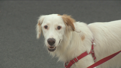 Al menos siete  perros muertos envenenados en Móstoles