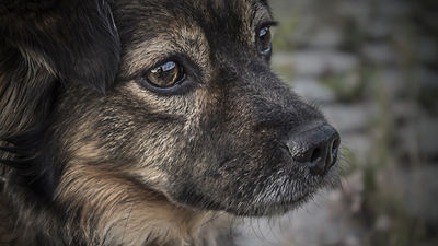 Madrid autoriza enterrar mascotas si no hay peligro para la salud pública