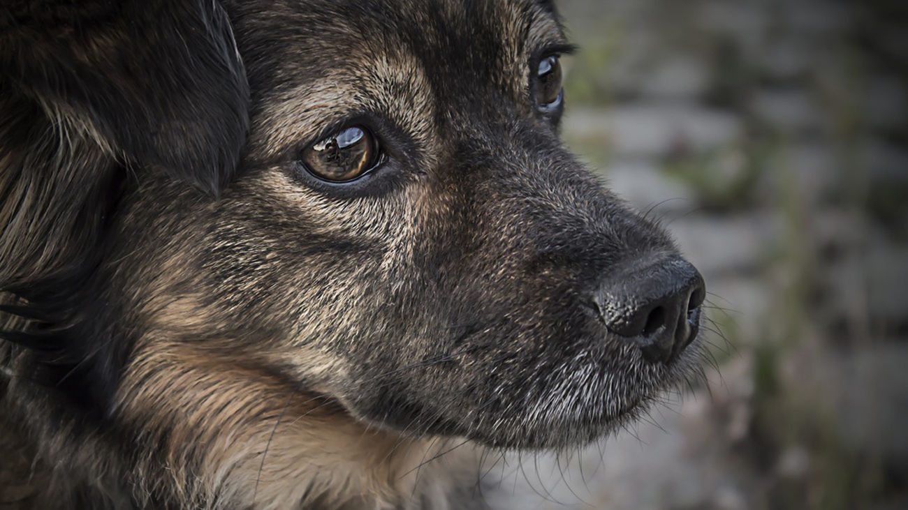 Madrid autoriza enterrar mascotas si no hay peligro para la salud pública