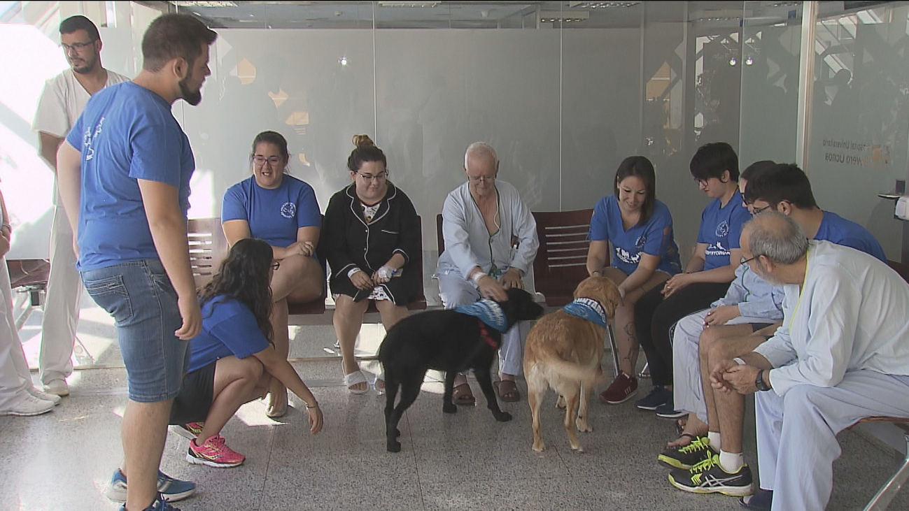 Cuando un perro es la mejor terapia en un hospital