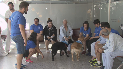 Cuando un perro es la mejor terapia en un hospital