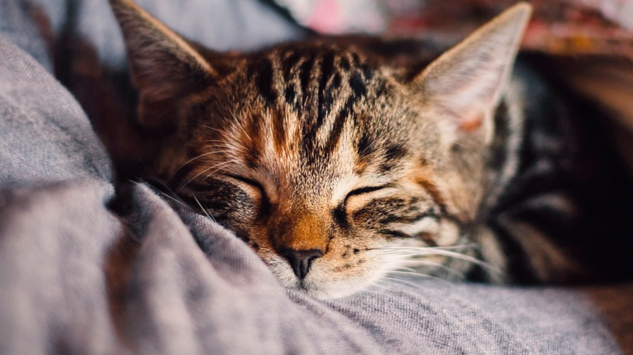 Camas que te quitan 15 años de encima