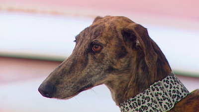 Alina y Molly fueron abandonados y ahora buscan un nuevo hogar