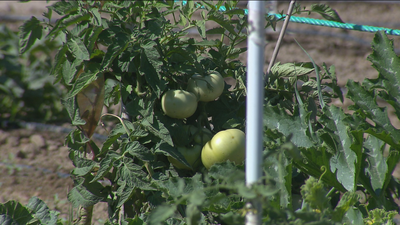 Fuenlabrada lanza una app para vender hortalizas cultivadas en el municipio