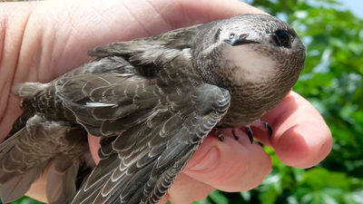 Más de 1000 vencejos se han caído a la calle por calor