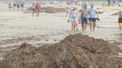 Comienza la retirada de algas asiáticas invasoras de las playas de Tarifa