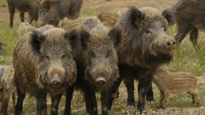 Autorizan la caza de jabalíes en San Agustín del Guadalix  en prevención de enfermedades