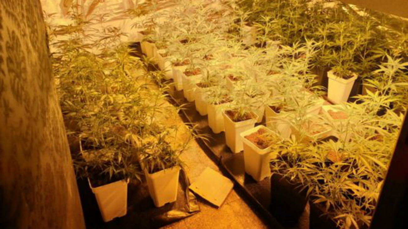 La Policia Local de Getafe incauta más de 100 plantas de marihuana en un piso