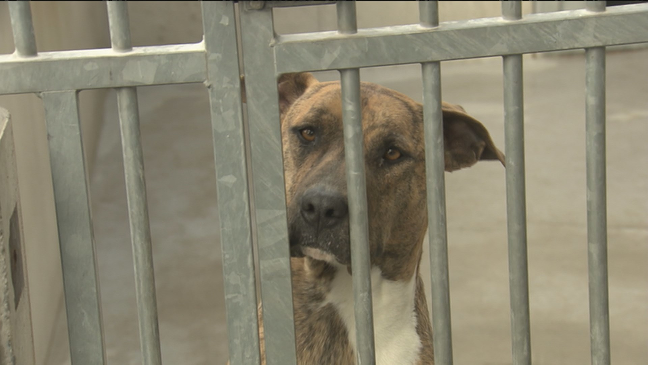 Alerta por el abandono de perros en verano