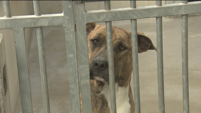 Alerta por el abandono de perros en verano