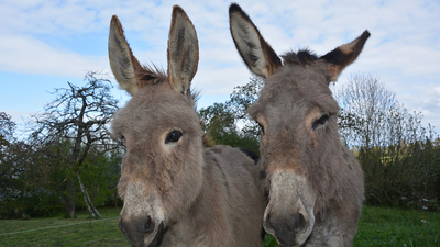 Rutas a 'ritmo de burro'