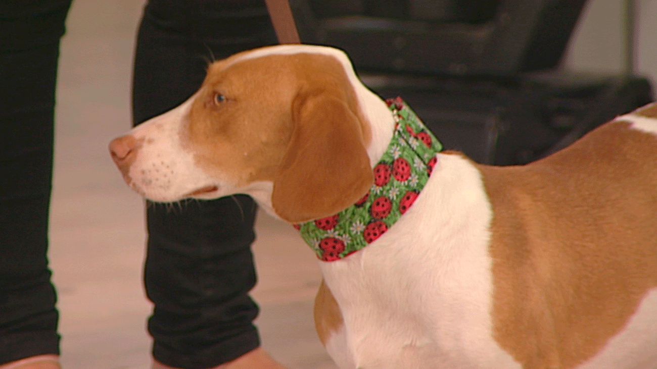 Un hogar para River y Aura