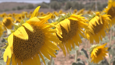 La pérdida de la cosecha de girasoles por la sequía hunde a los agricultores de Madrid