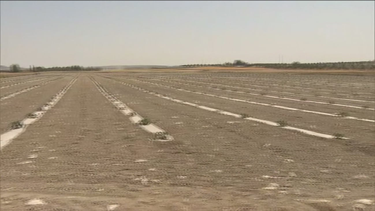 El campo madrileño se enfrenta a una larga sequía