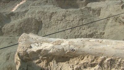 Descubre como era Madrid hace 9 millones de años en el Cerro de los Batallones
