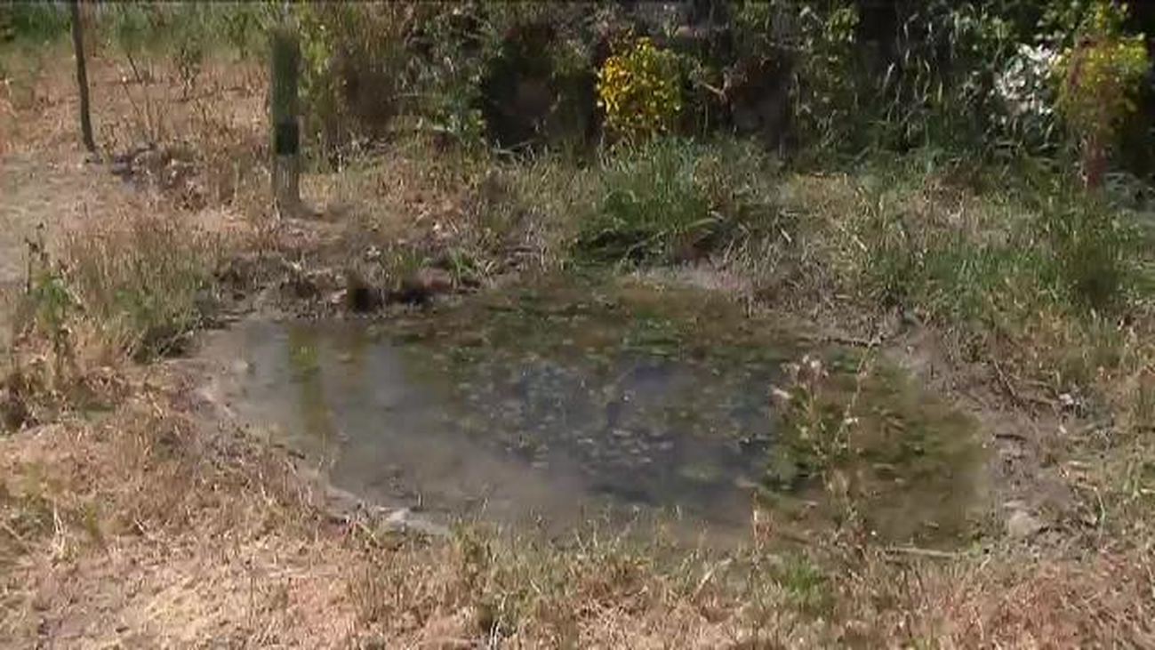 Proyecto piloto en Carabanchel para recuperar la biodiversidad perdida