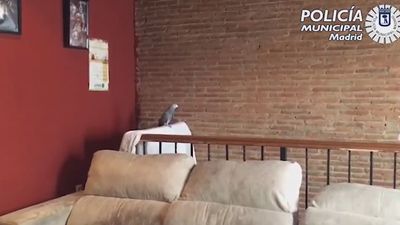 Rescatan a tres perros y 40 aves de una vivienda de Usera