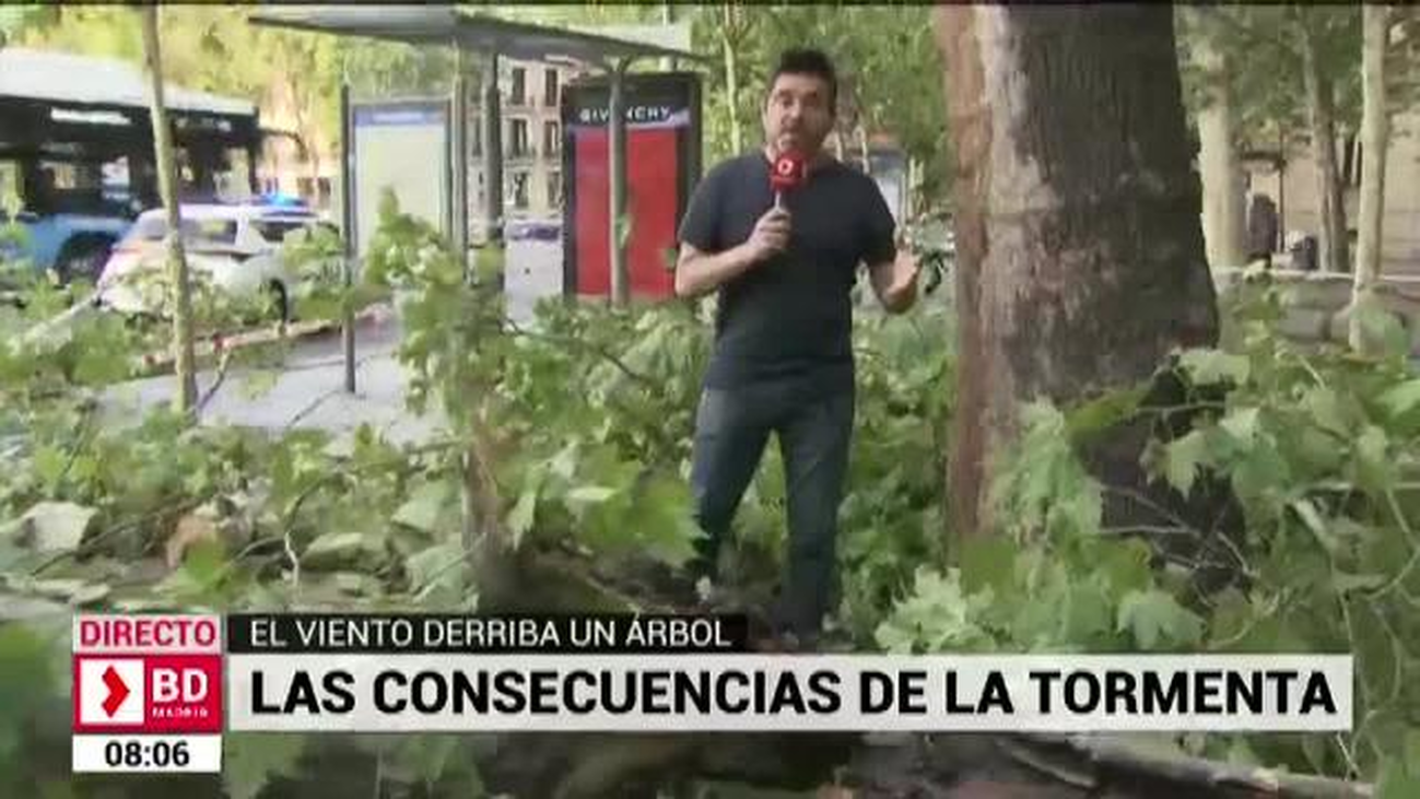 Cae junto a una terraza un árbol de grandes dimensiones en la Puerta de Alcalá