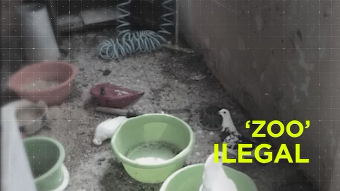 Así convivía con sus 79 mascotas, algunas de ellas muertas, en Usera