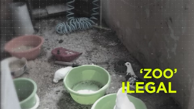 Así convivía con sus 79 mascotas, algunas de ellas muertas, en Usera