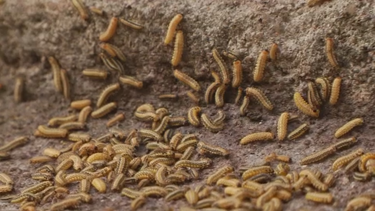 Invasión de gusanos en Ciudad Lineal