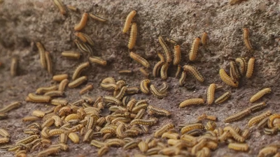 Invasión de gusanos en Ciudad Lineal