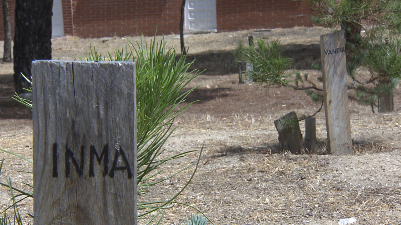 Planta en Villaviciosa de Odón más de 100 pinos con nombres de vecinos de la localidad