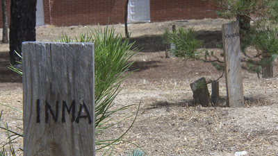 Planta en Villaviciosa de Odón más de 100 pinos con nombres de vecinos de la localidad