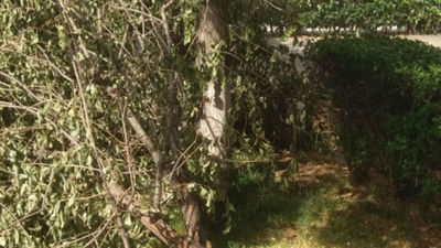 San Fernando de Henares pone en marcha un plan preventivo por el viento, lluvia y granizo