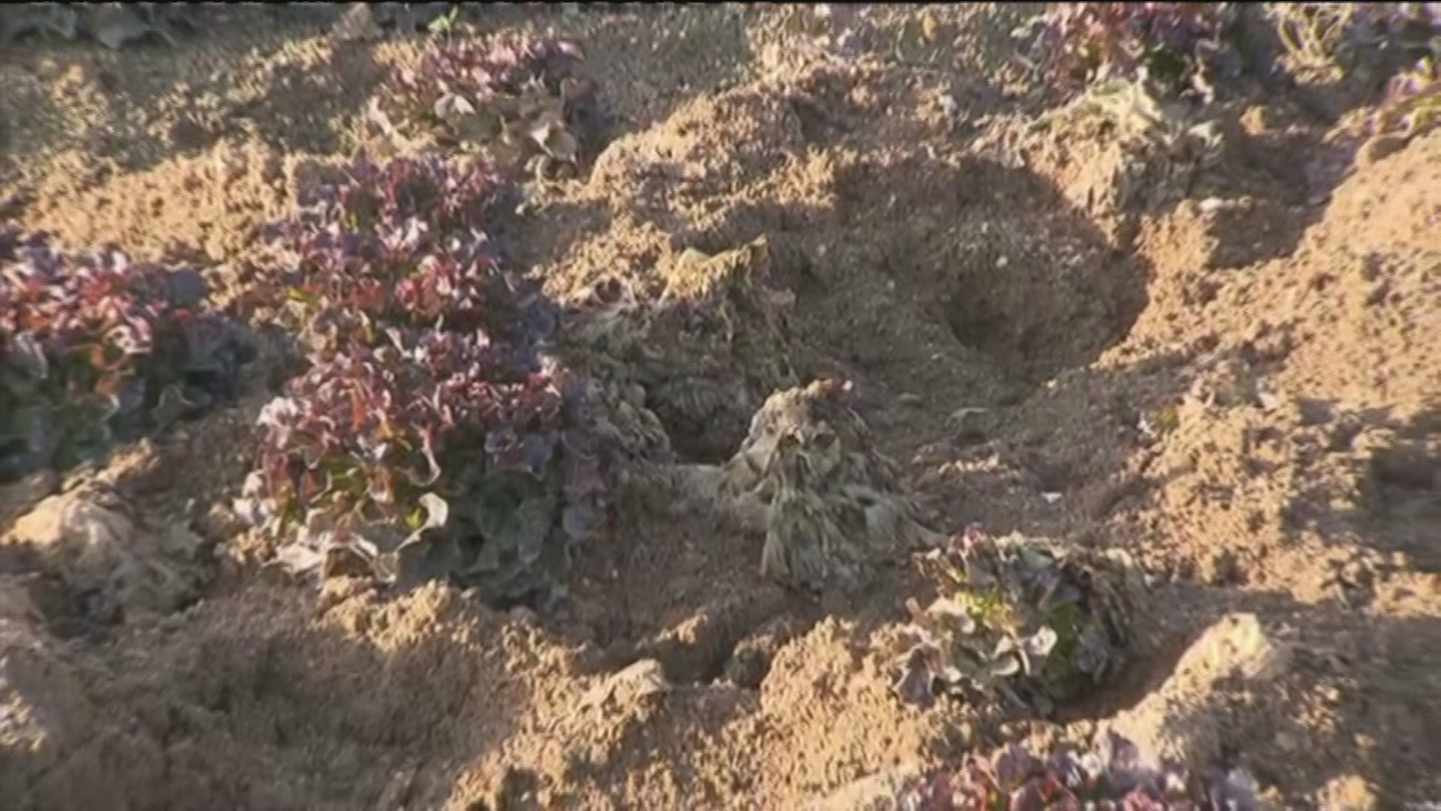 Los jabalíes provocan graves daños en los cultivos en Villa del Prado