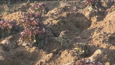 Los jabalíes provocan graves daños en los cultivos en Villa del Prado